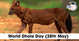 Asiatic Wild Dogs (Dhole)