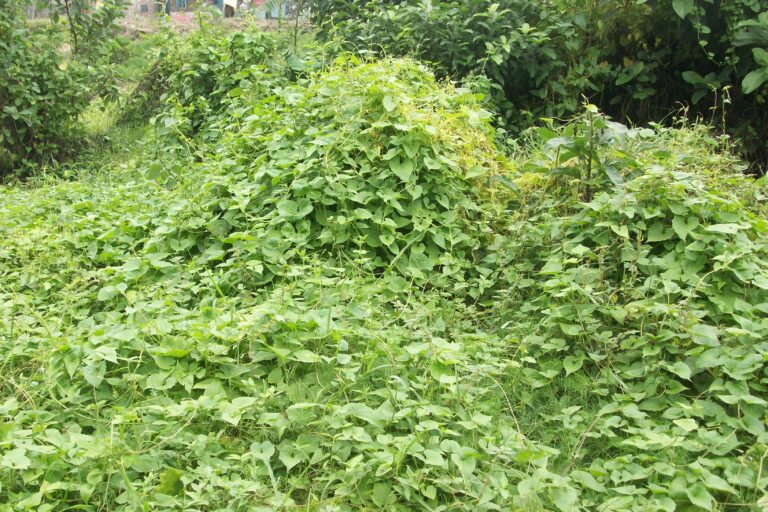 Invasive Species in India
