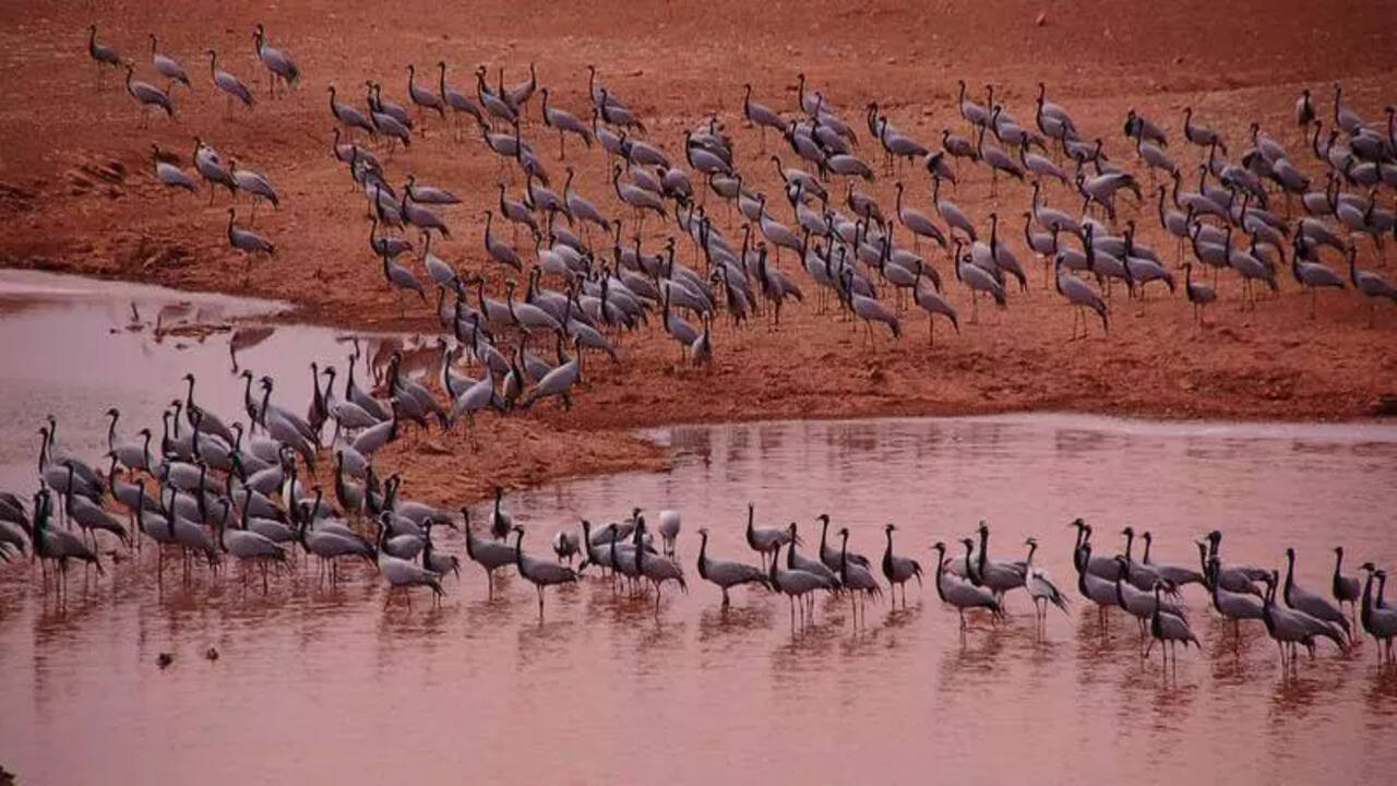 Khichan Wetland