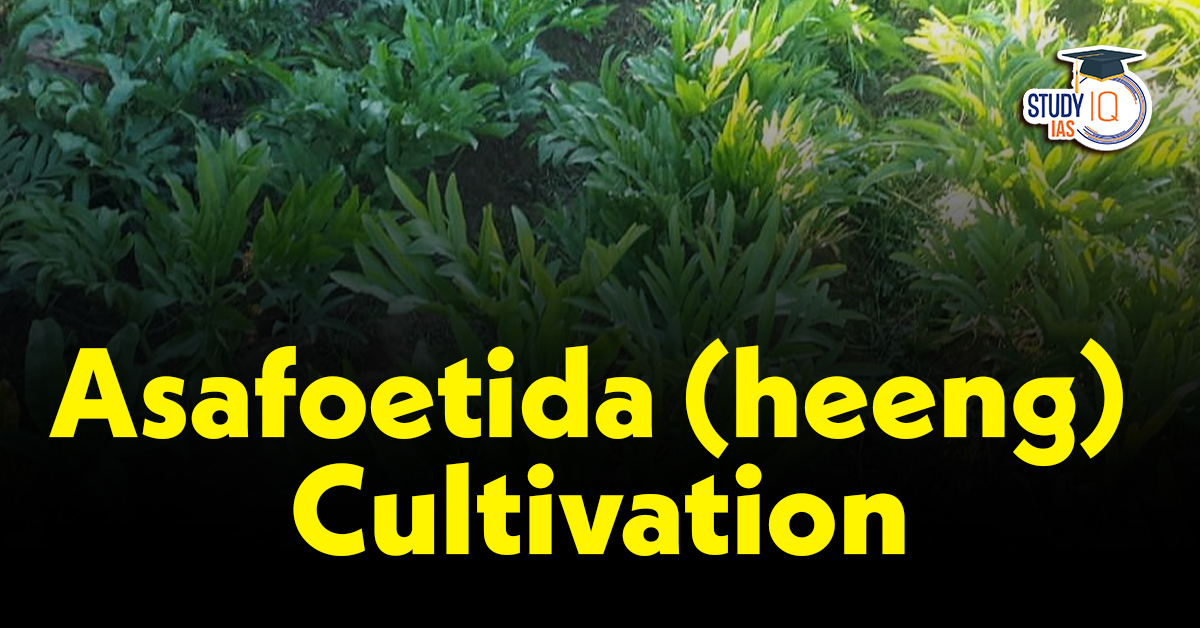 Asafoetida (Heeng) cultivation