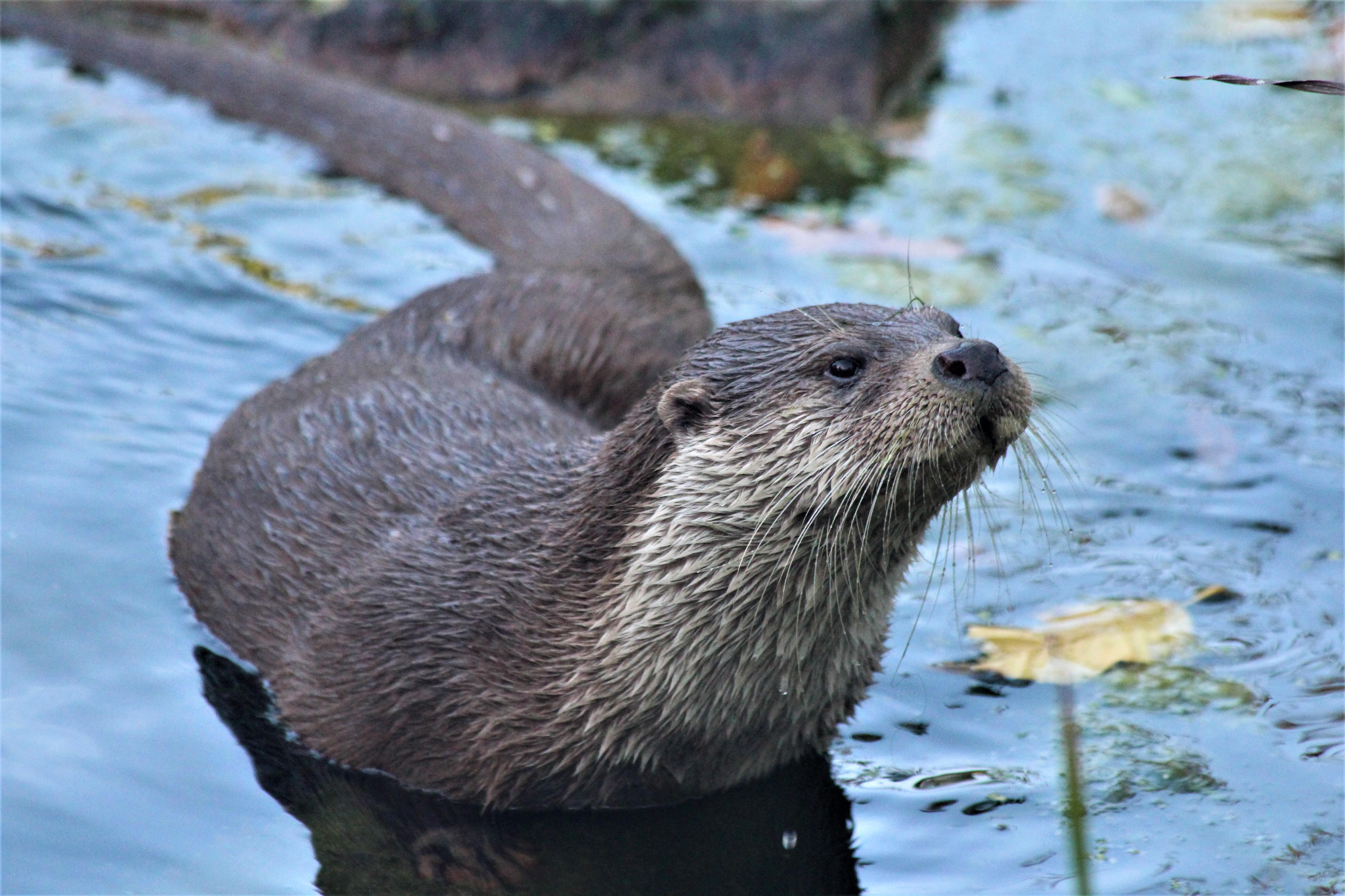 Eurasian Otter