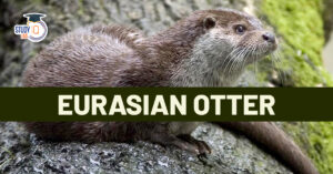 Eurasian Otter