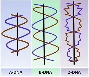 Types of DNA Helices
