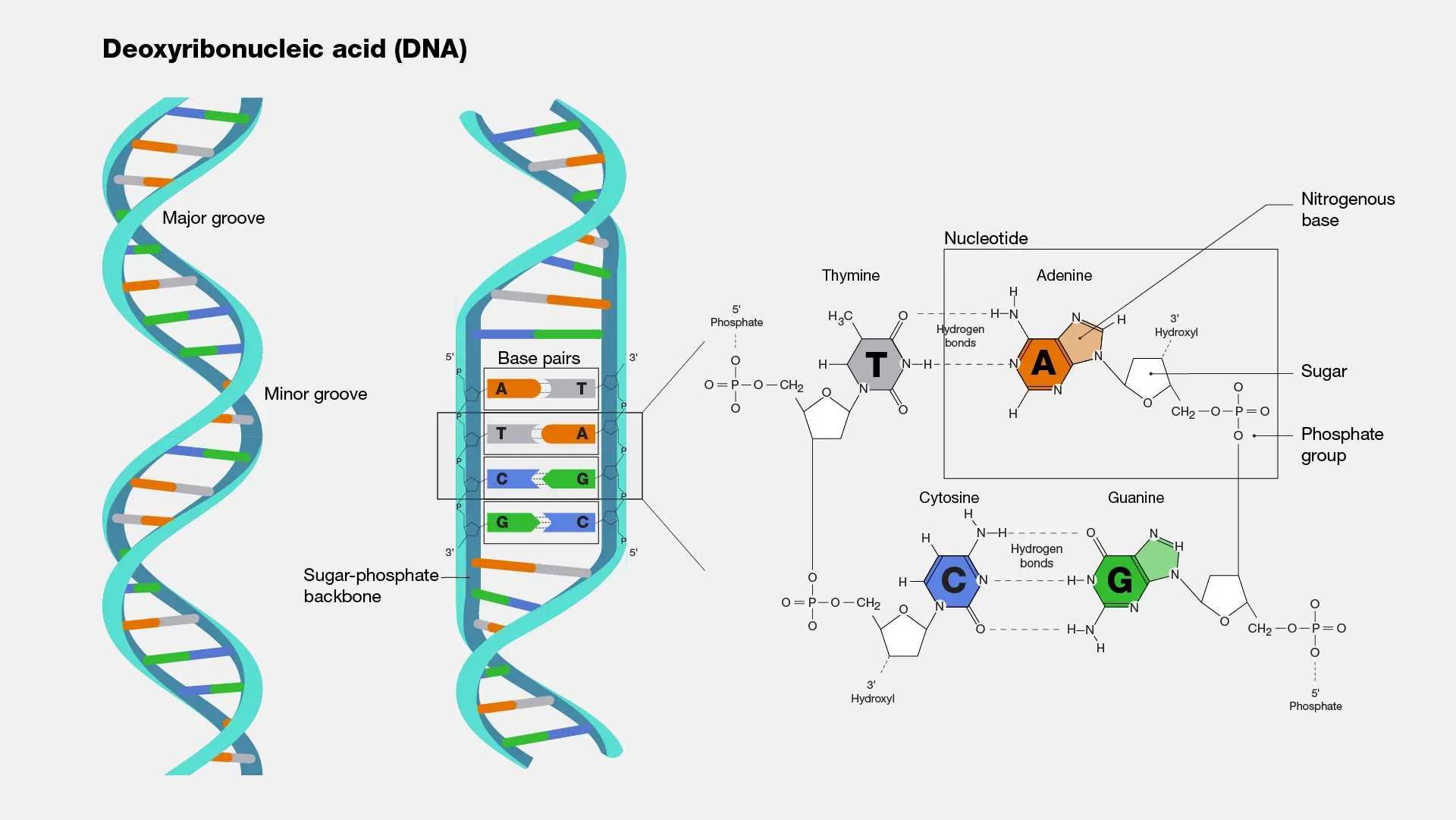 DNA