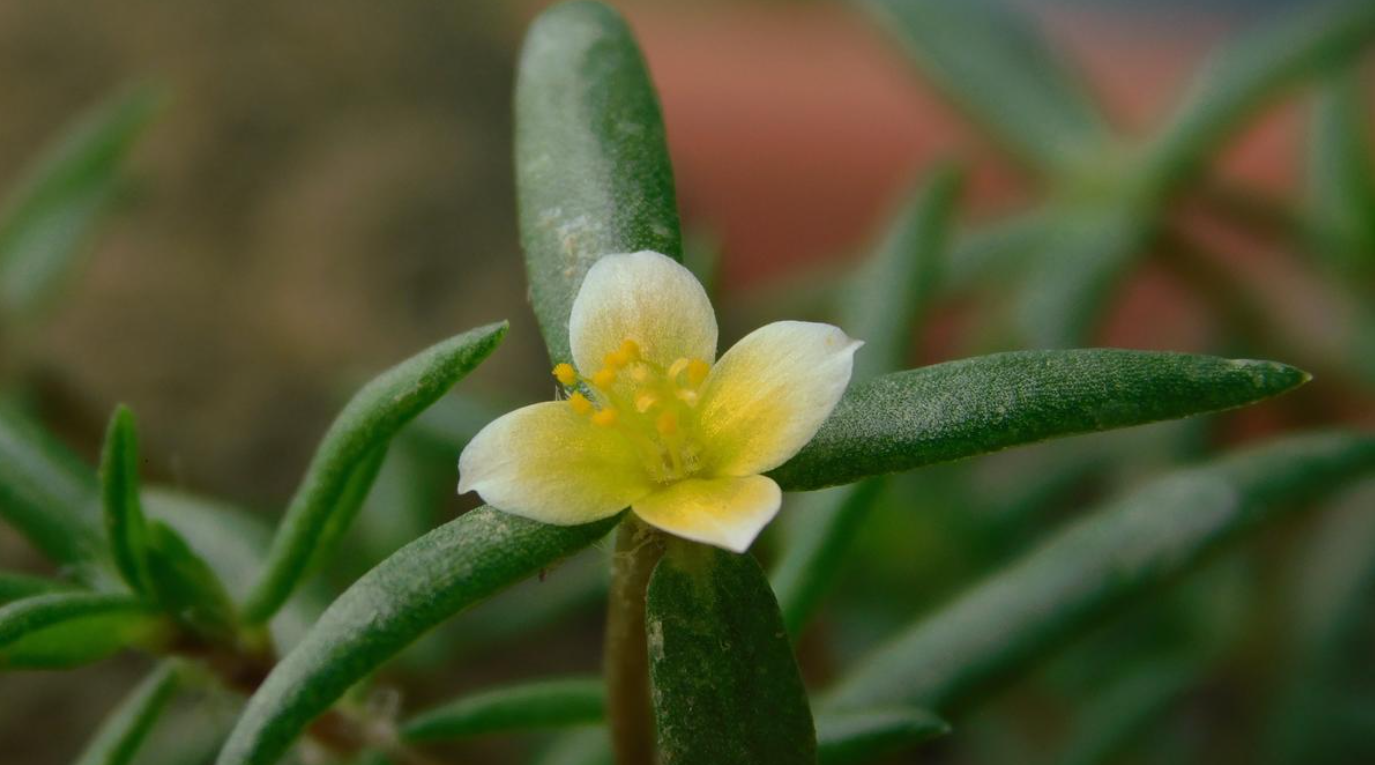 Portulaca bharat