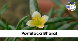 Portulaca Bharat