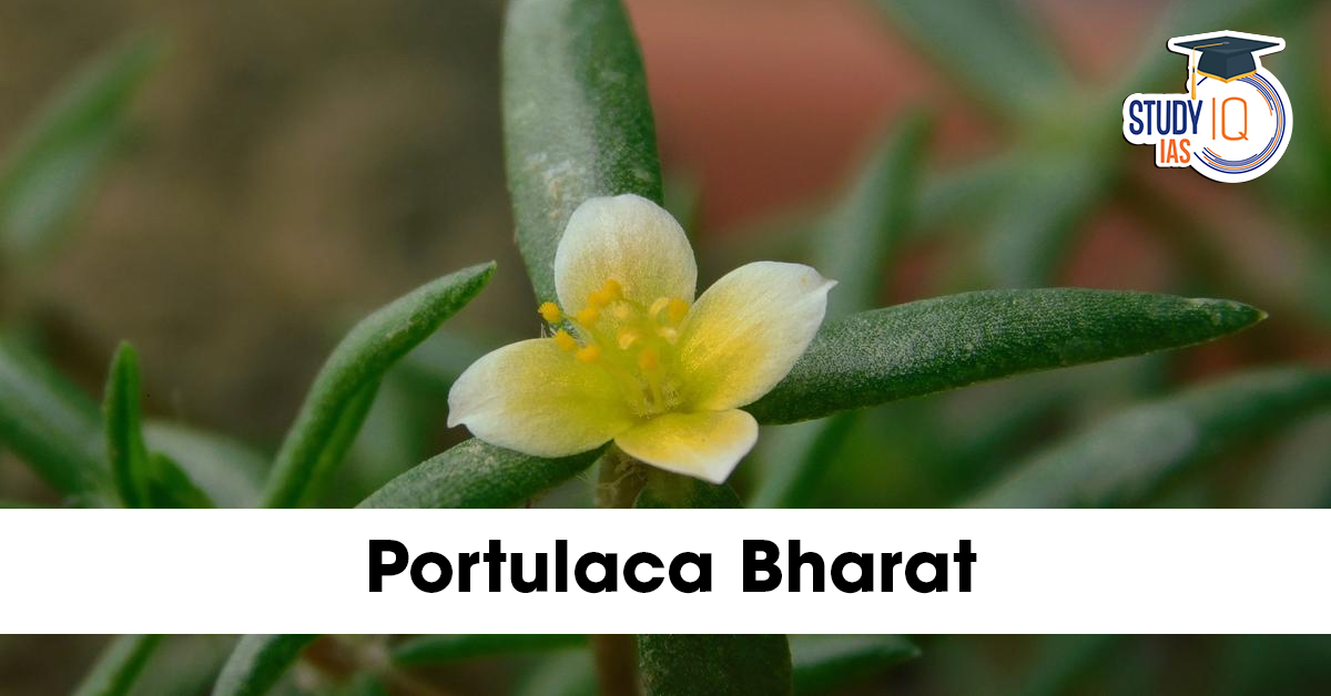 Portulaca Bharat