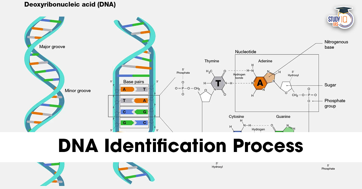 DNA Identification Process