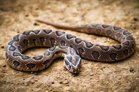 Russell’s viper
