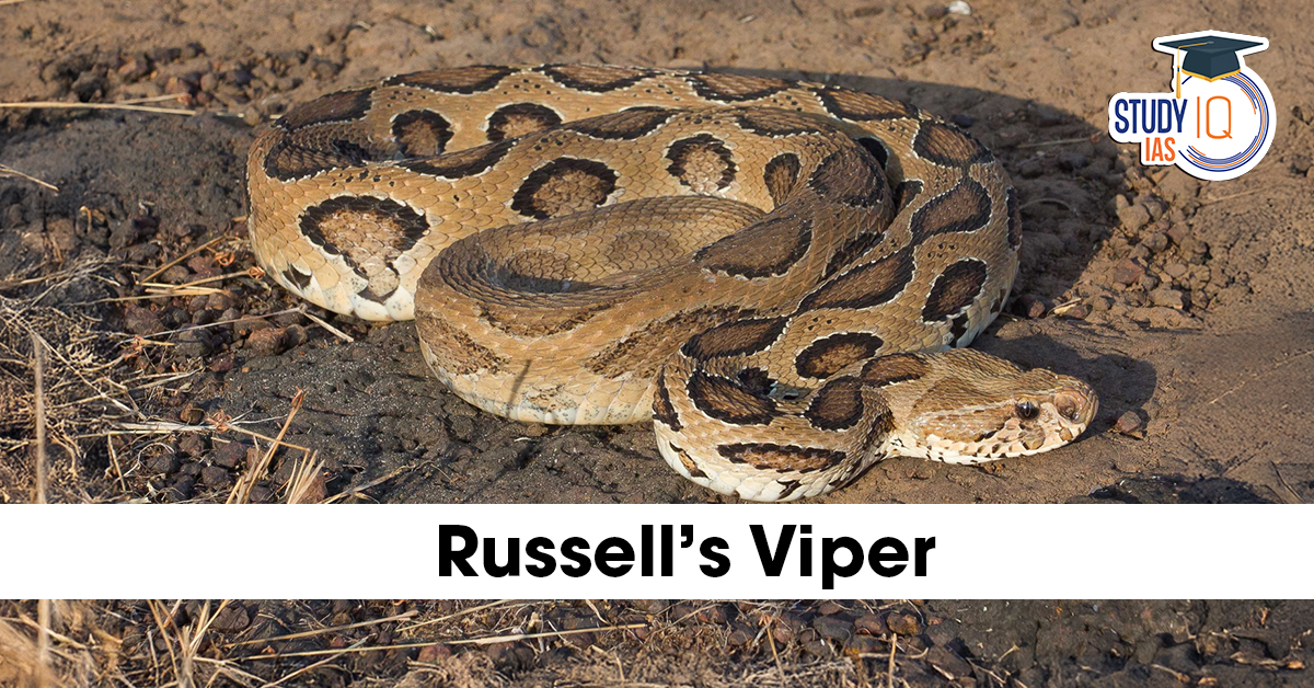 Russell’s Viper