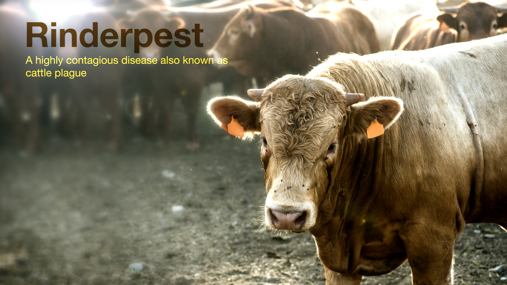Rinderpest Virus