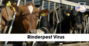 Rinderpest Virus