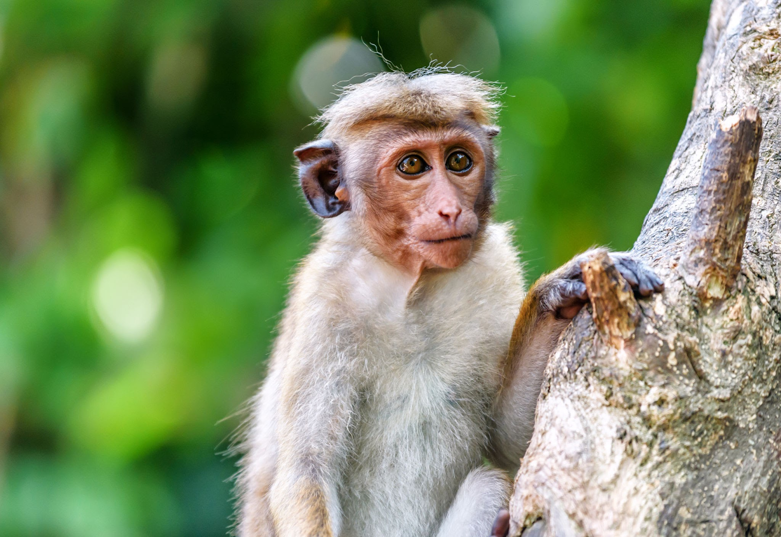 Bonnet macaque