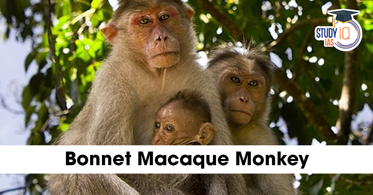 Bonnet macaque