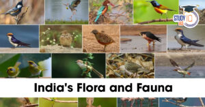 India's Flora and Fauna