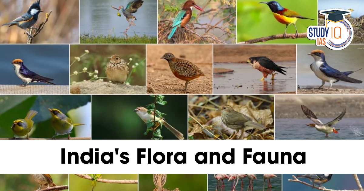 India's Flora and Fauna