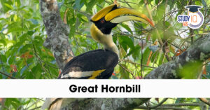 Great Hornbill