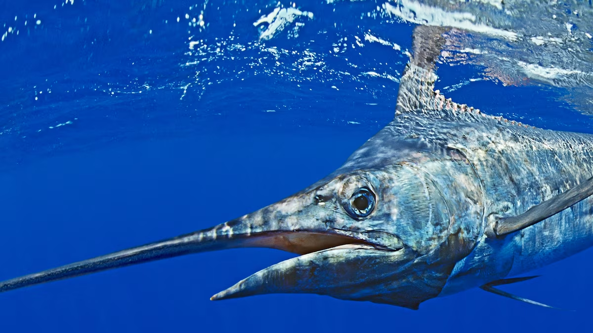 Marlin Fish