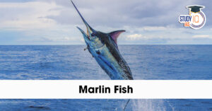 Marlin Fish