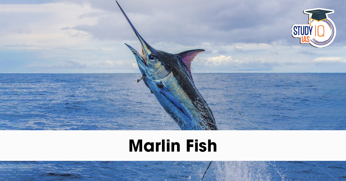 Marlin Fish