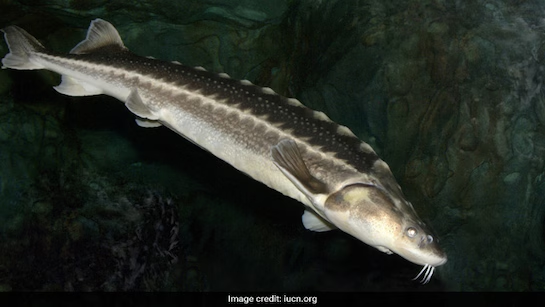 Yangtze Sturgeon