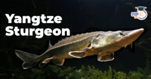 Yangtze Sturgeon