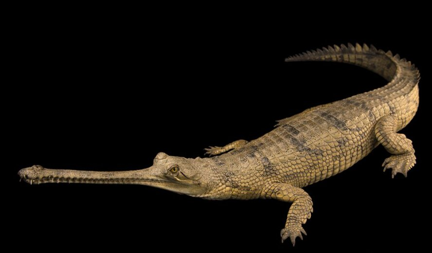 Gharial