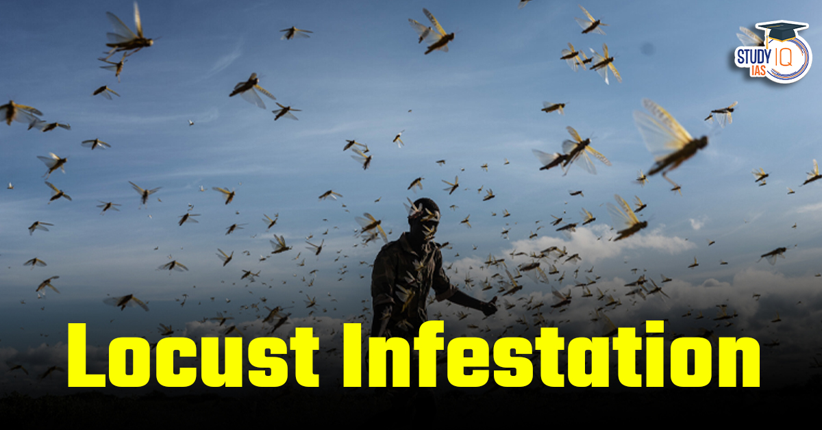 Locust Infestation