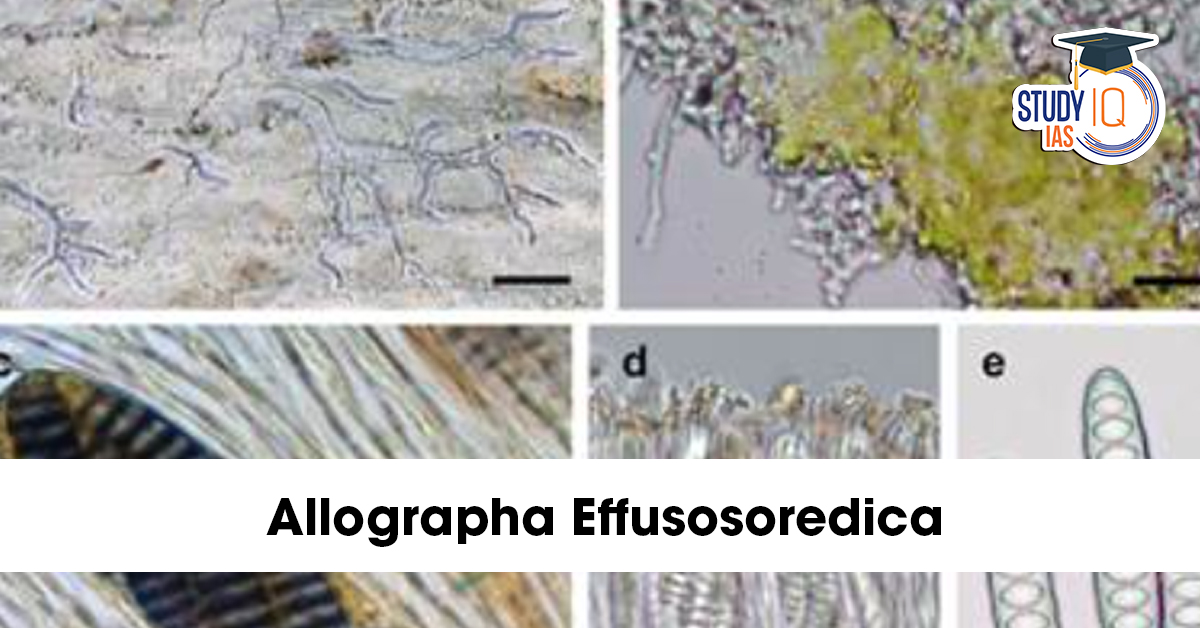 Allographa Effusosoredica Species