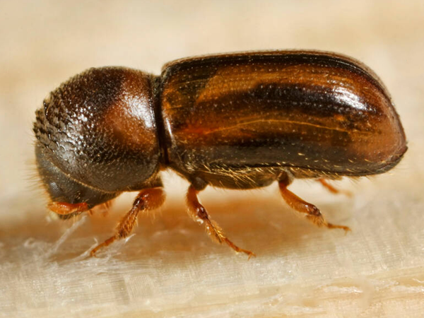 Ambrosia beetle