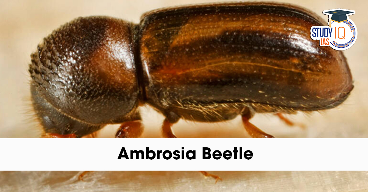 Ambrosia Beetle