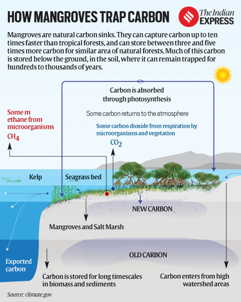 how Mangrove trap carbon