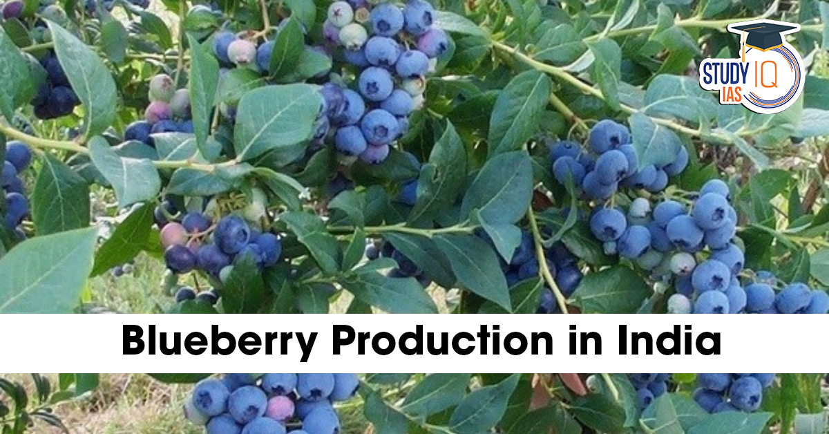 Blueberry Production in India