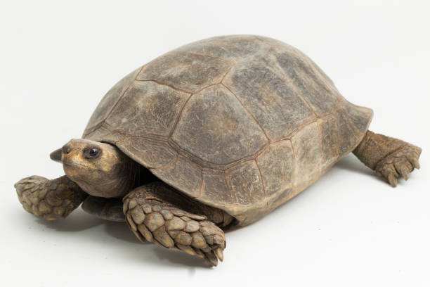 Asian Giant Tortoise