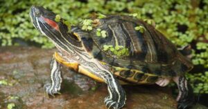 Red-Eared Slider Turtle: Origin, Habitat, Invasive Species Threat