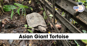 Asian Giant Tortoise
