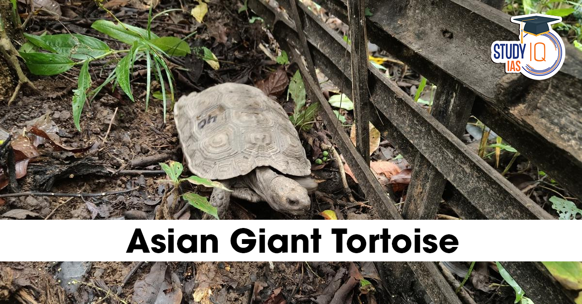 Asian Giant Tortoise