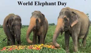 World Elephant Day 2025: Date, History, Significance, and Celebration