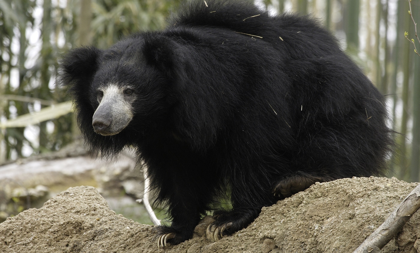 Sloth Bear