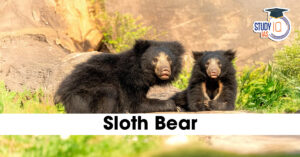 Sloth Bear