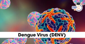 Dengue Virus (DENV)