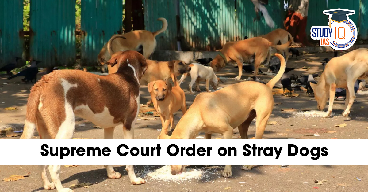Stray Dogs