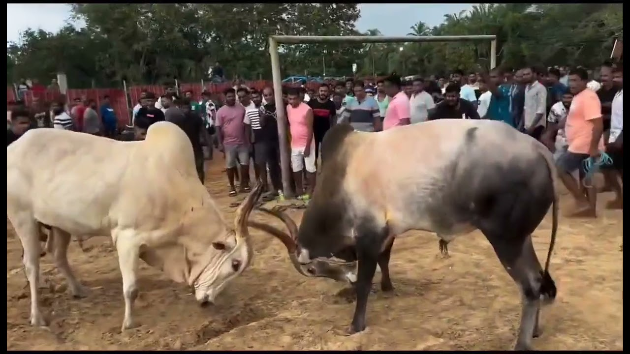 Dhirio Bullfighting