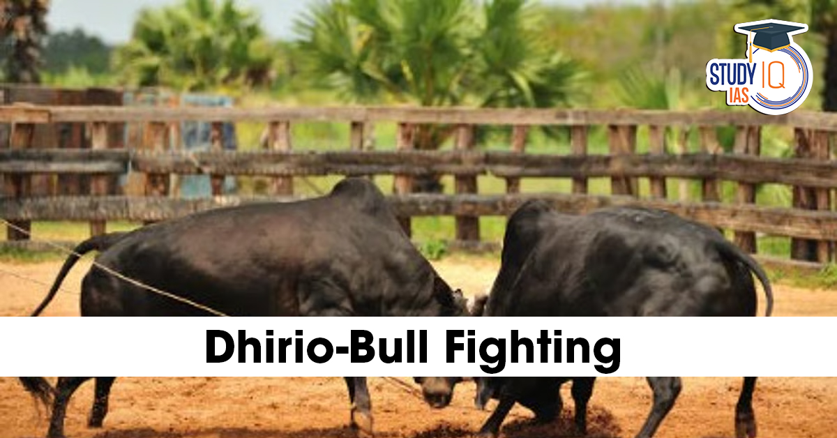Dhirio Bullfighting