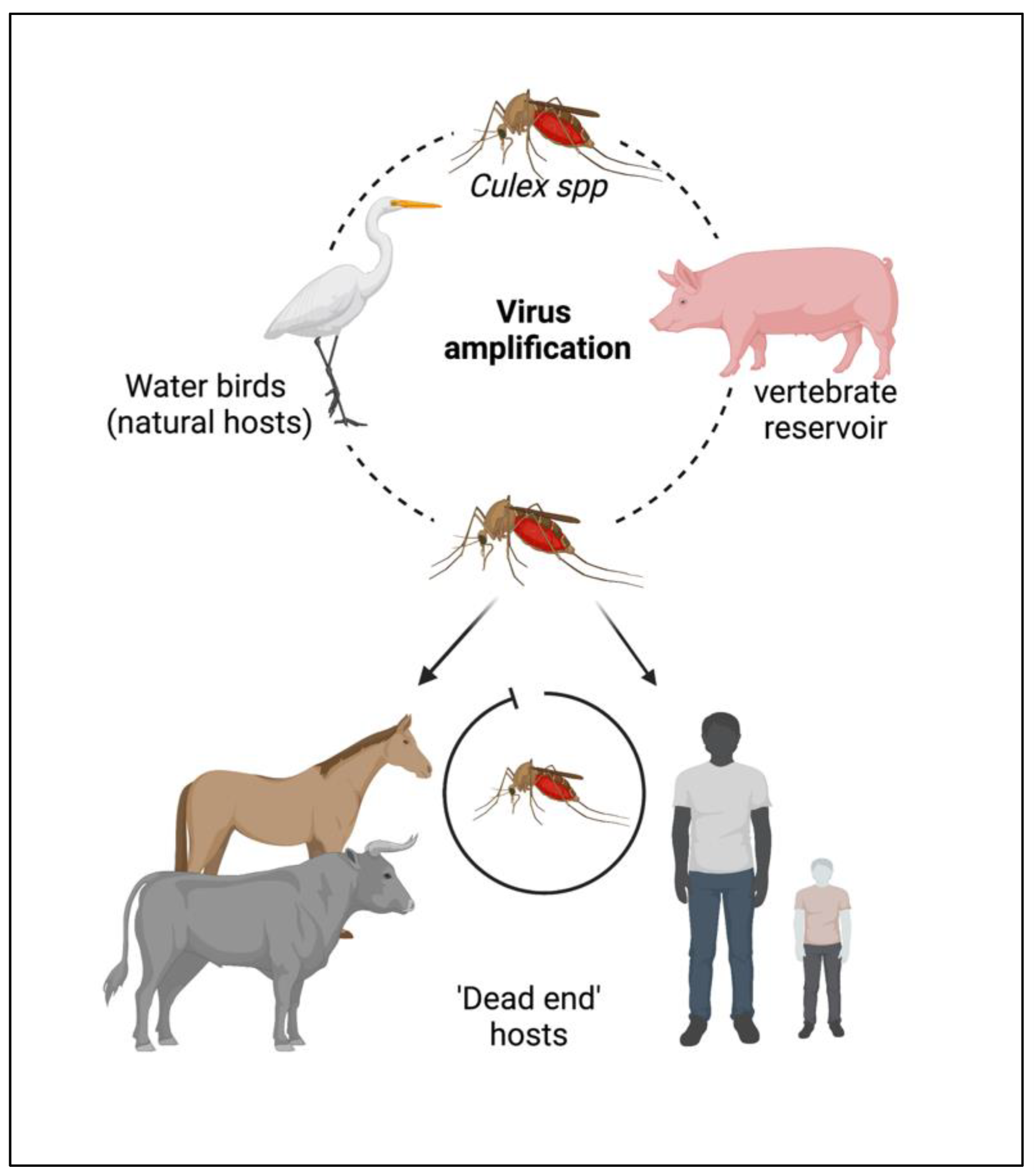 Japanese Encephalitis
