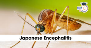 Japanese Encephalitis
