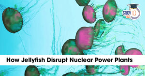 How Jellyfish Disrupt Nuclear Power Plants
