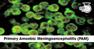Primary Amoebic Meningoencephalitis (PAM)