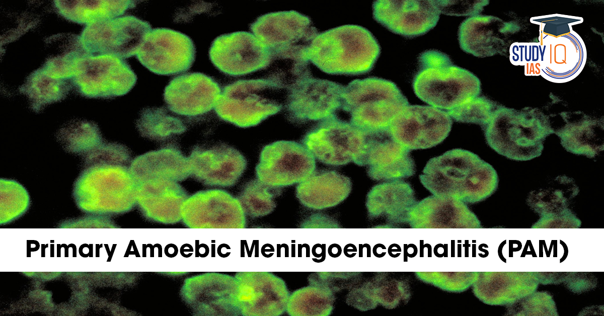 Primary Amoebic Meningoencephalitis (PAM)