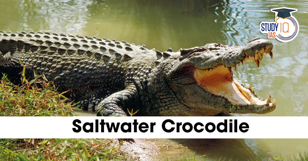 Saltwater Crocodile